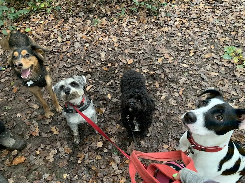 Horsham Pet Care - home-based day care, boarding & walking