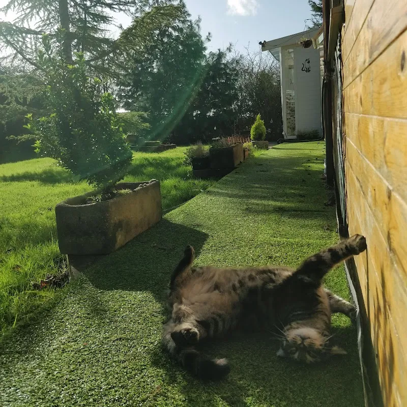 Fordcroft Cattery
