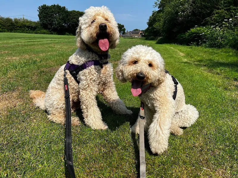 Ewloe Boarding Kennels Cattery and Rabbit Retreat