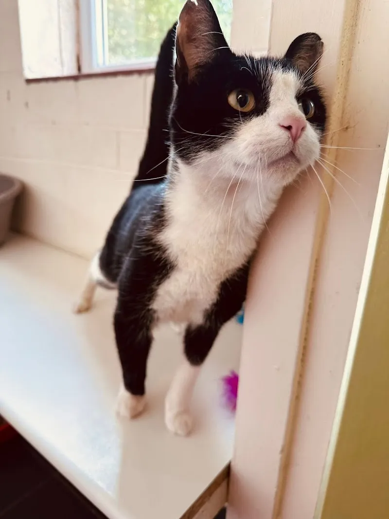 Ewloe Boarding Kennels Cattery and Rabbit Retreat