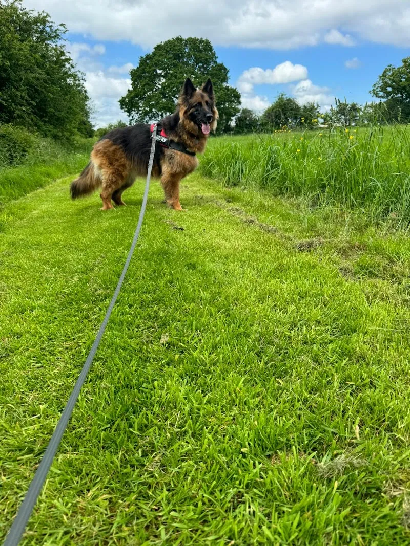 Ewloe Boarding Kennels Cattery and Rabbit Retreat