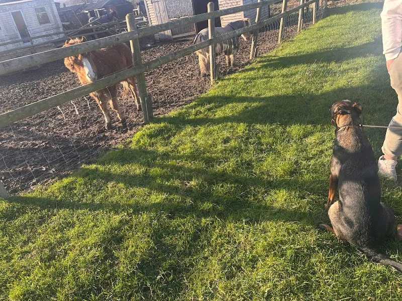 High Farm Boarding Kennels