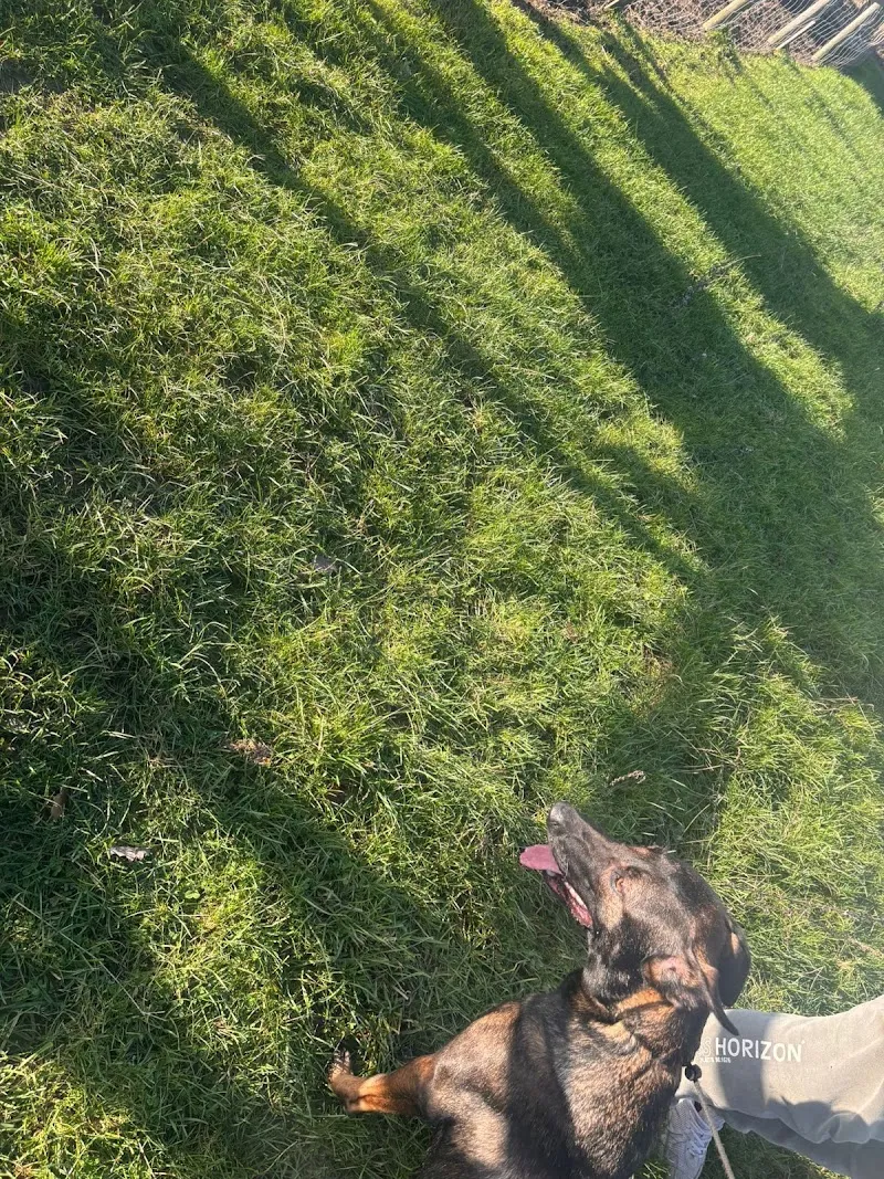 High Farm Boarding Kennels