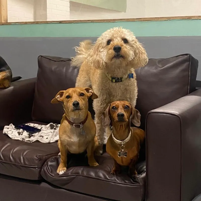 Winstons Doggy Day Care Leith