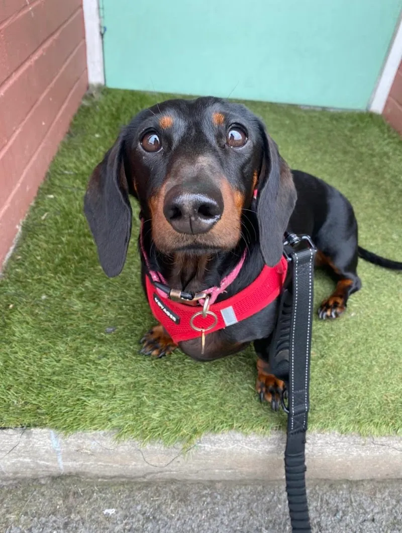 Winstons Doggy Day Care Leith
