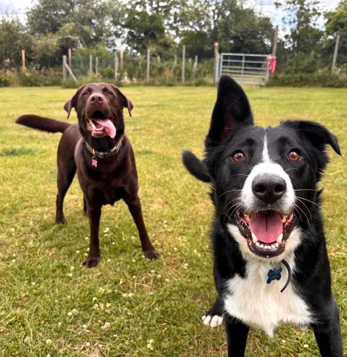Raining Cats and Dogs Kennels and Cattery, Rugby - Photo 3 of 3