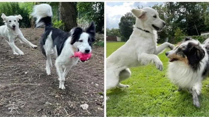 Raining Cats and Dogs Kennels and Cattery