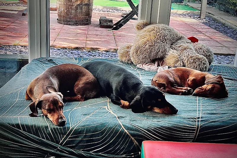 Dumfries Doggie Daycare