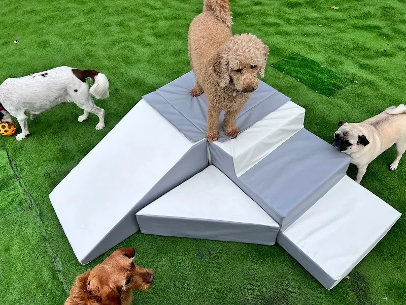 Dumfries Doggie Daycare