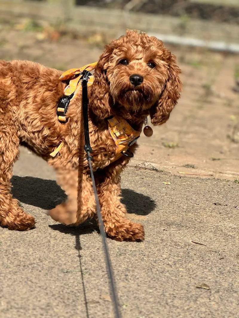 Wild at Heart (formerly Hetton-le-Hill Farm Dog Boarding)