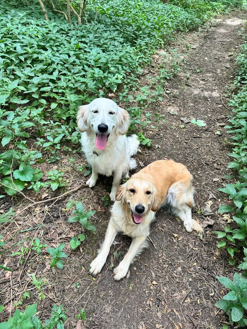 Wild at Heart (formerly Hetton-le-Hill Farm Dog Boarding)