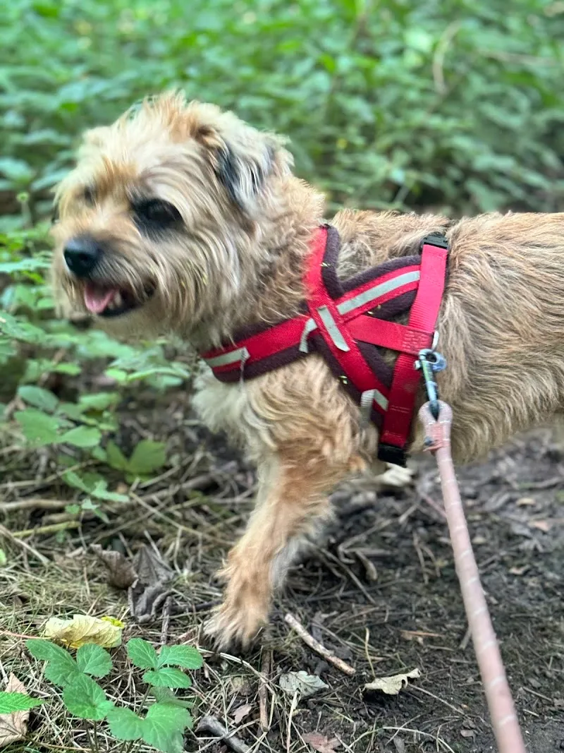 Wild at Heart (formerly Hetton-le-Hill Farm Dog Boarding)