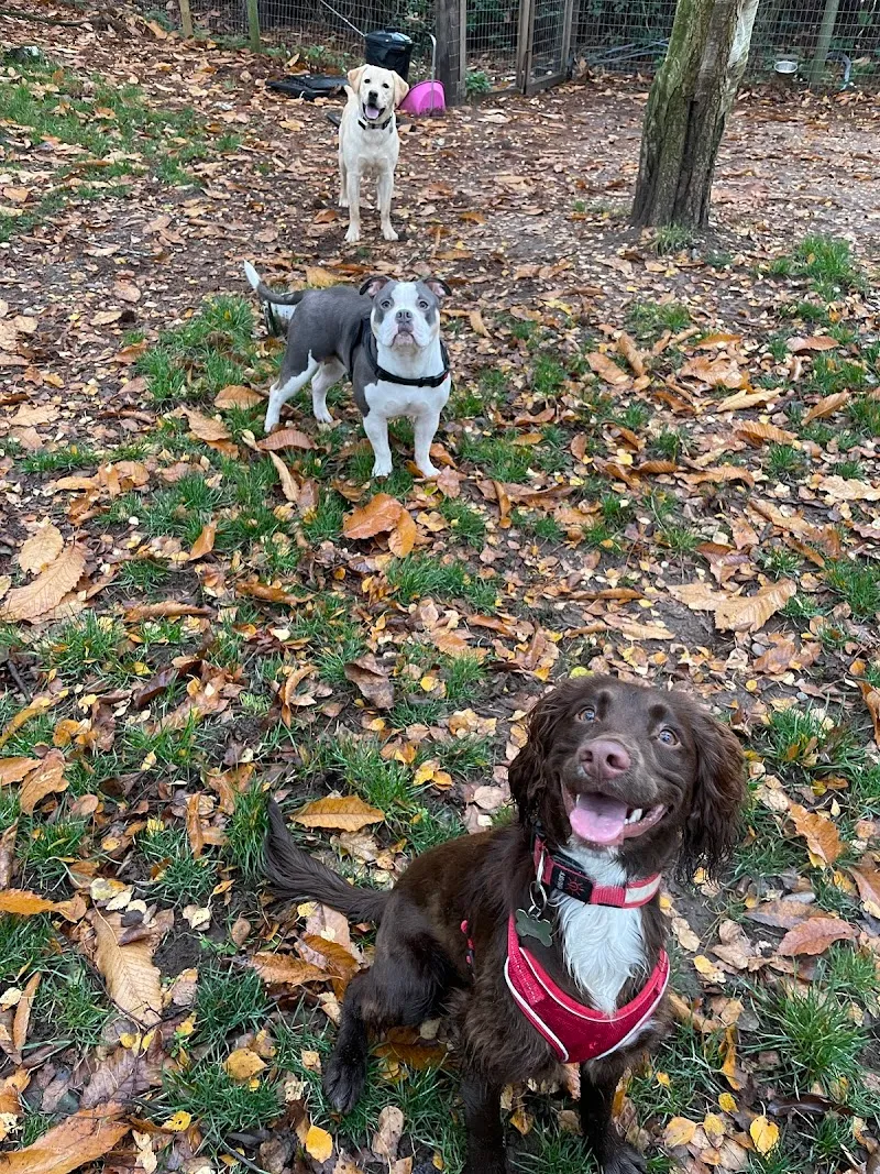 K9 Playtime Doggy Day Care