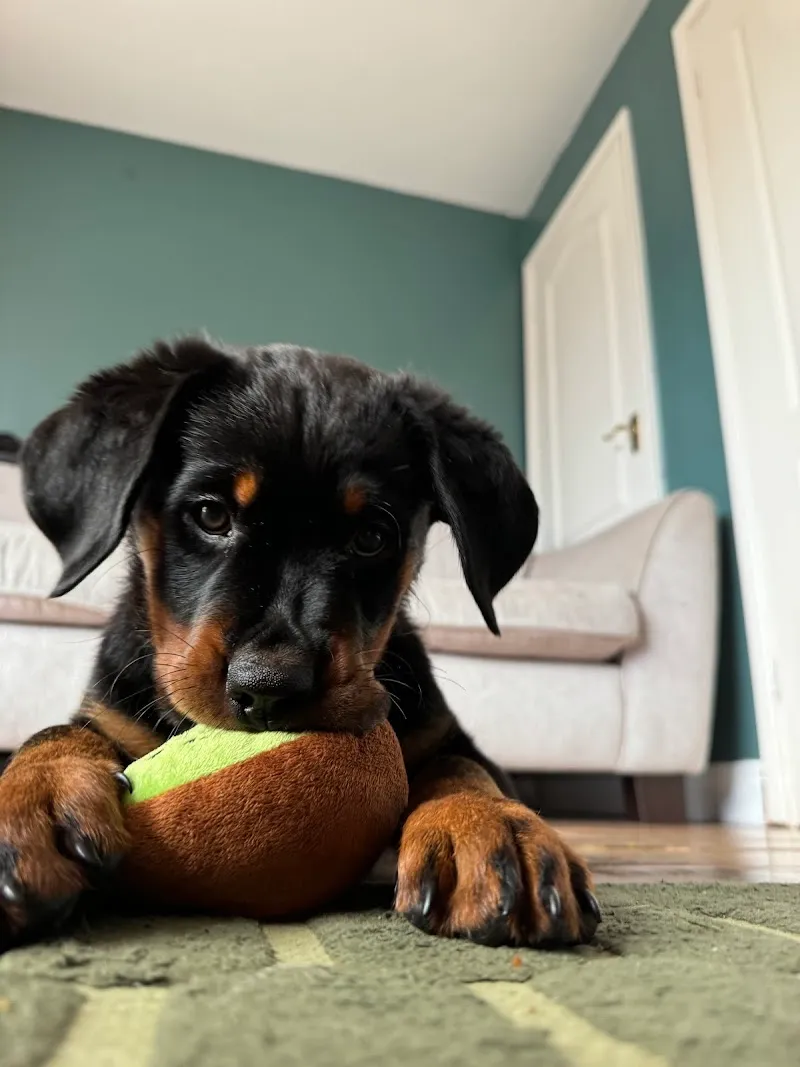 K9 Playtime Doggy Day Care