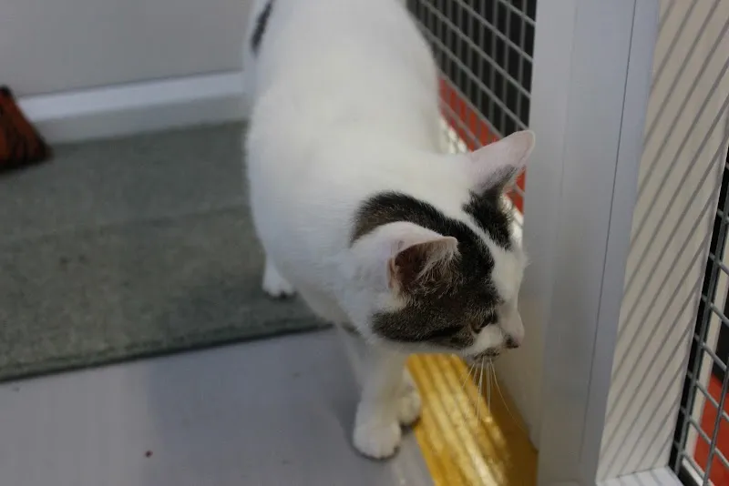 Woodlands Country Cat Hotel Cattery