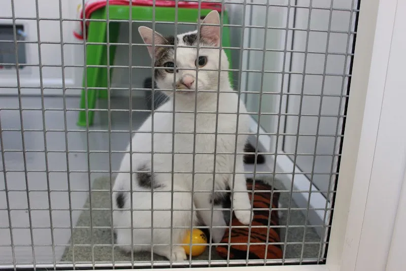 Woodlands Country Cat Hotel Cattery