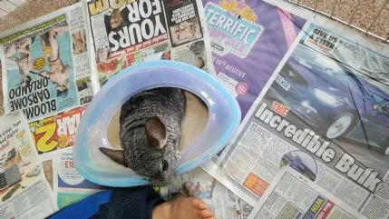 Brinsley Pet Care, Nottingham - Photo 1 of 2