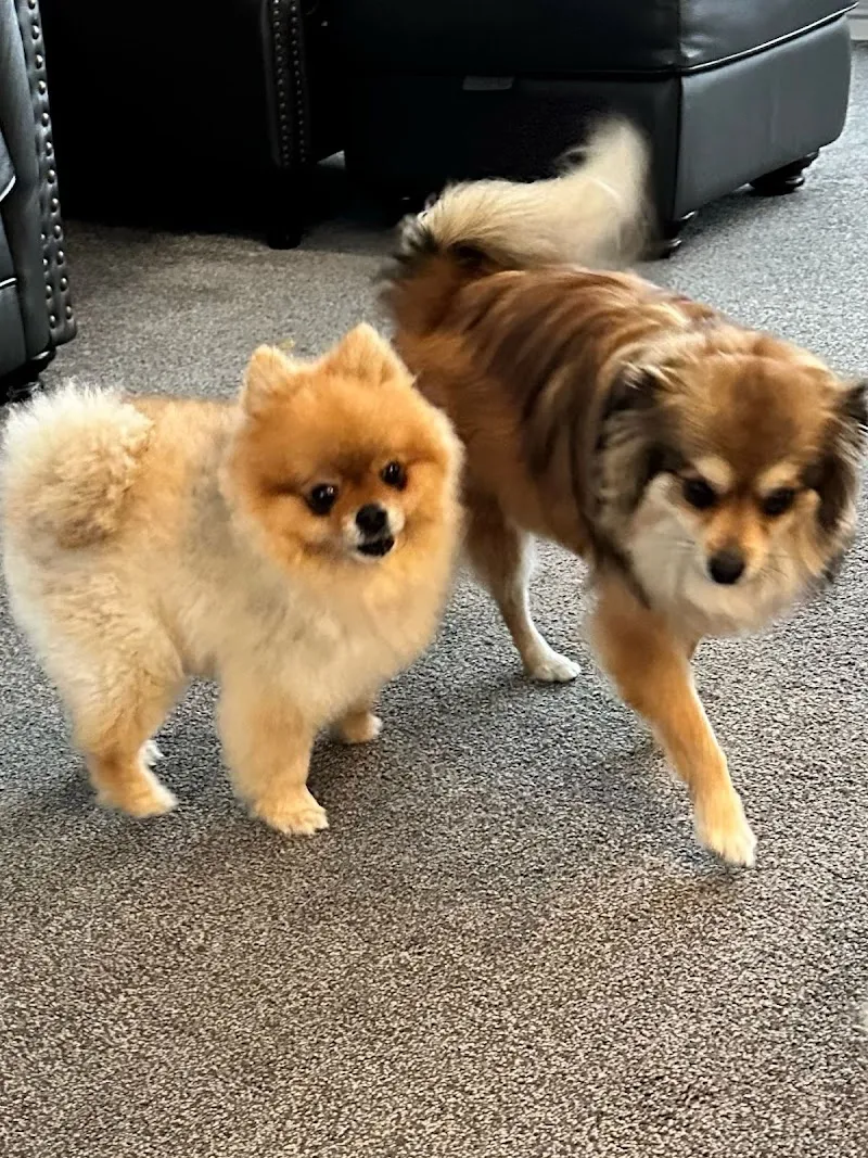 Park House Luxury Dog Boarding