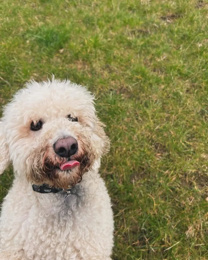 Park House Luxury Dog Boarding