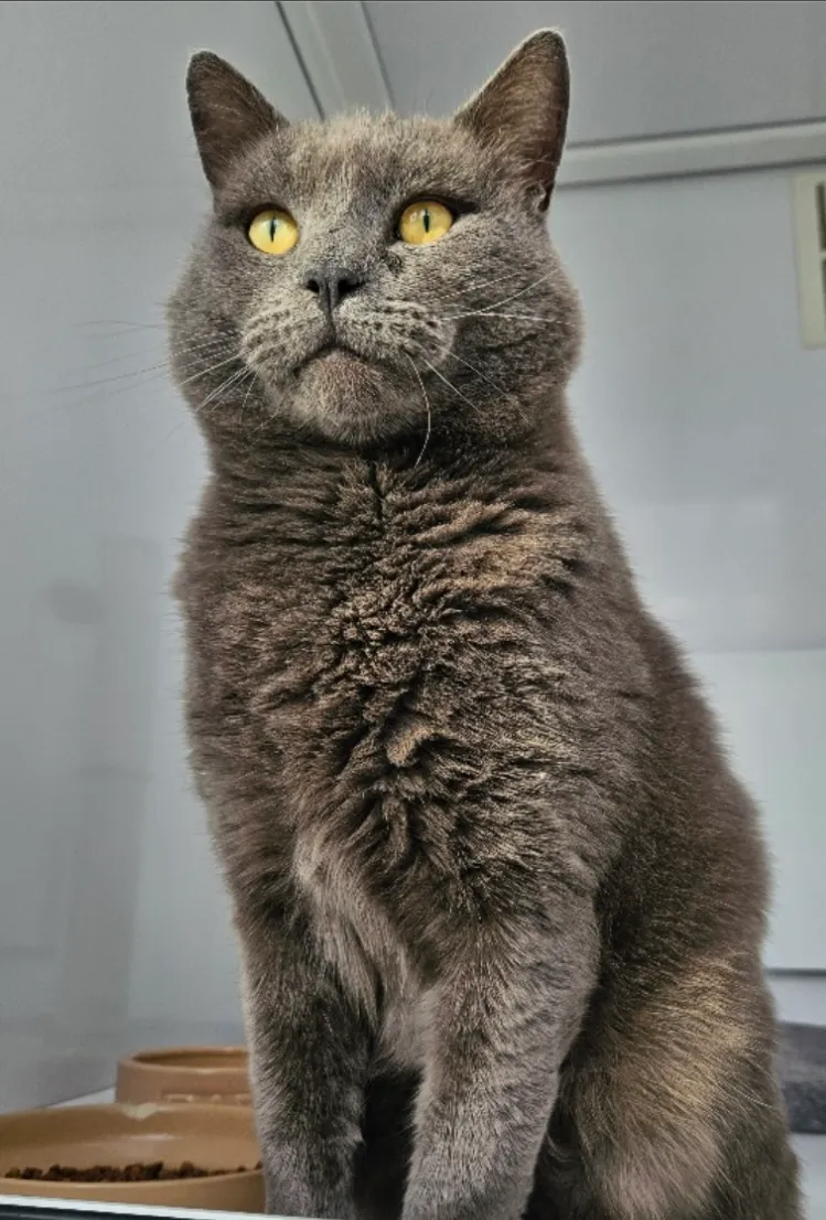 Purfect Paws Pet Hotel