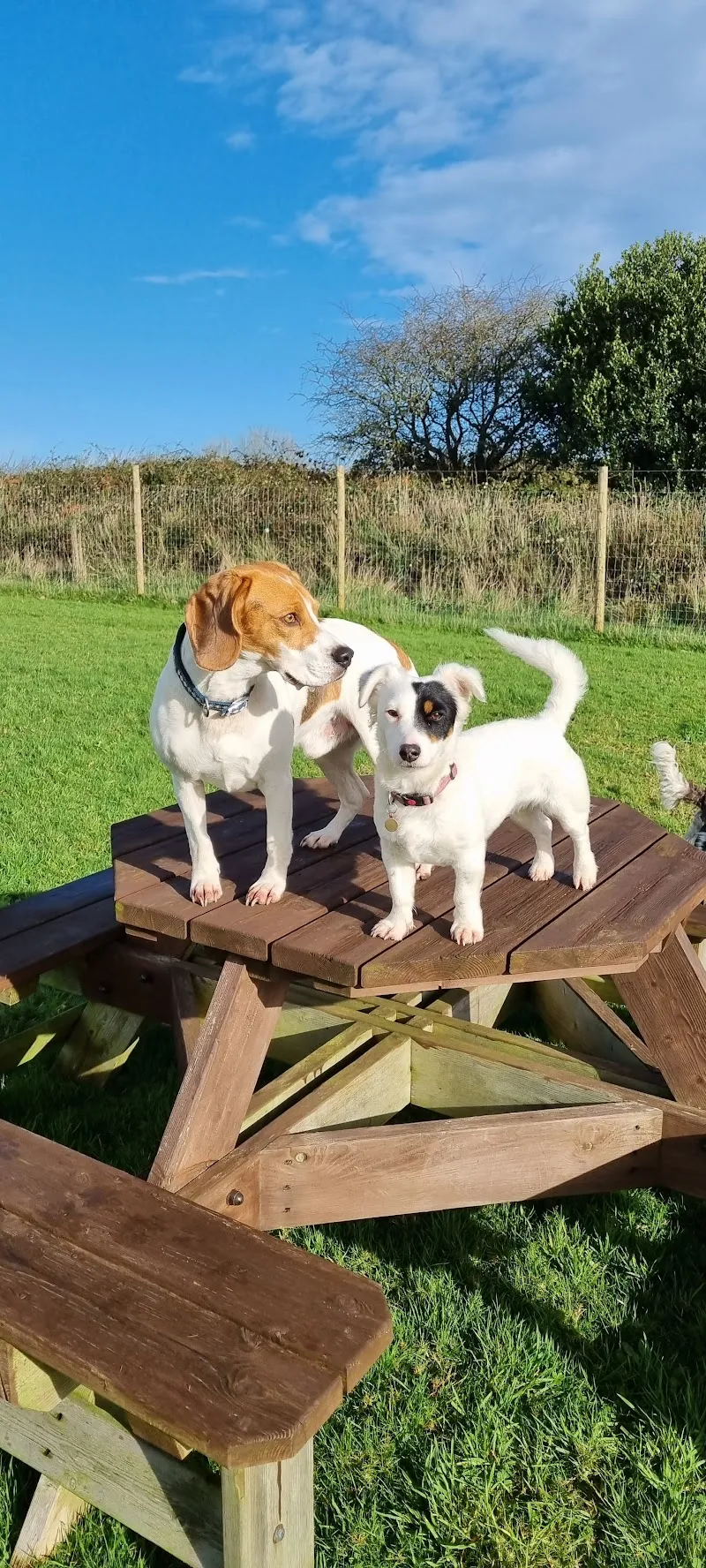 Puddles & Paws Pet Service