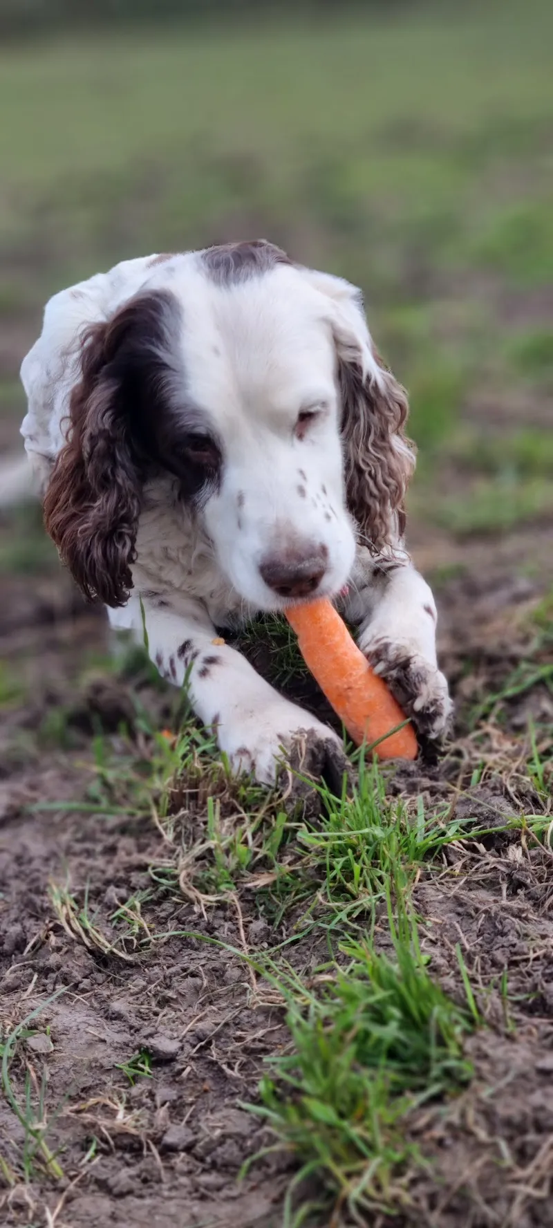 Puddles & Paws Pet Service