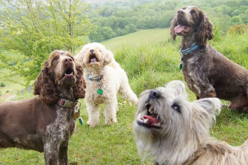 Bright Eyes Dog Care