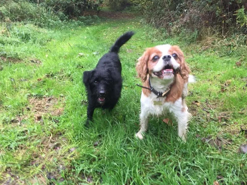 Bright Eyes Dog Care