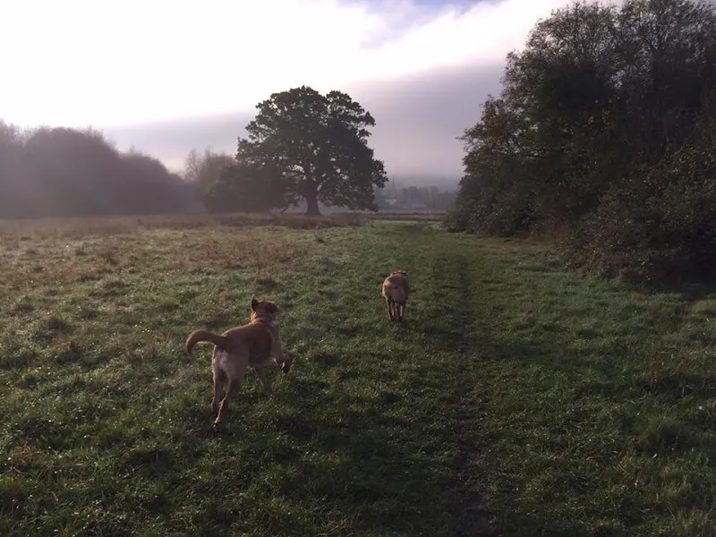 Bright Eyes Dog Care