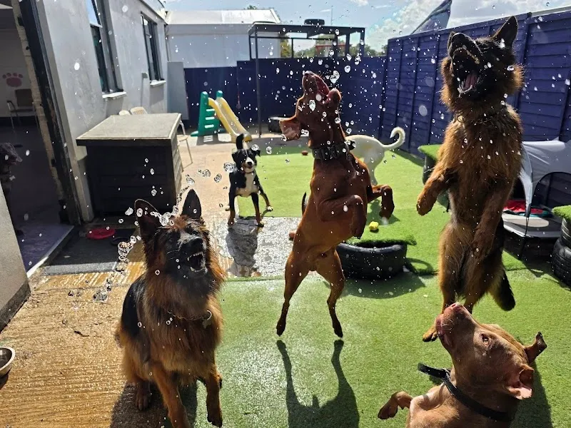 Barkeley Barks Doggy Daycare