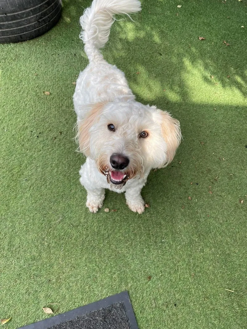 Barkeley Barks Doggy Daycare