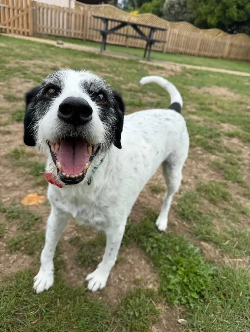 Harfields Pet Retreat