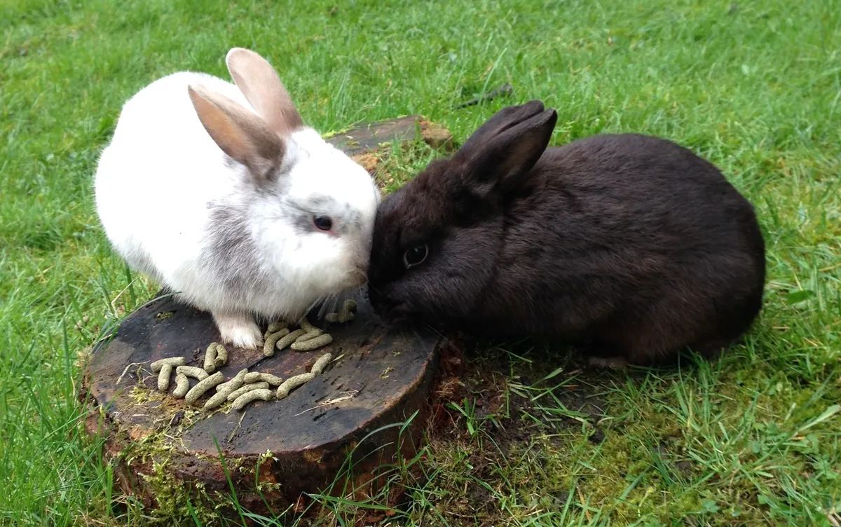 Pop and Pets Rabbit Boarding - Photo 1