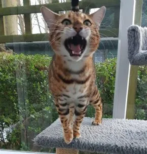 Longcroft Luxury Cat Hotel Margate, Kent, Margate - Photo 1 of 2