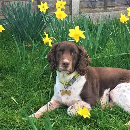 Oak View Dog Day Care & Home Boarding, Chelmsford - Photo 2 of 2