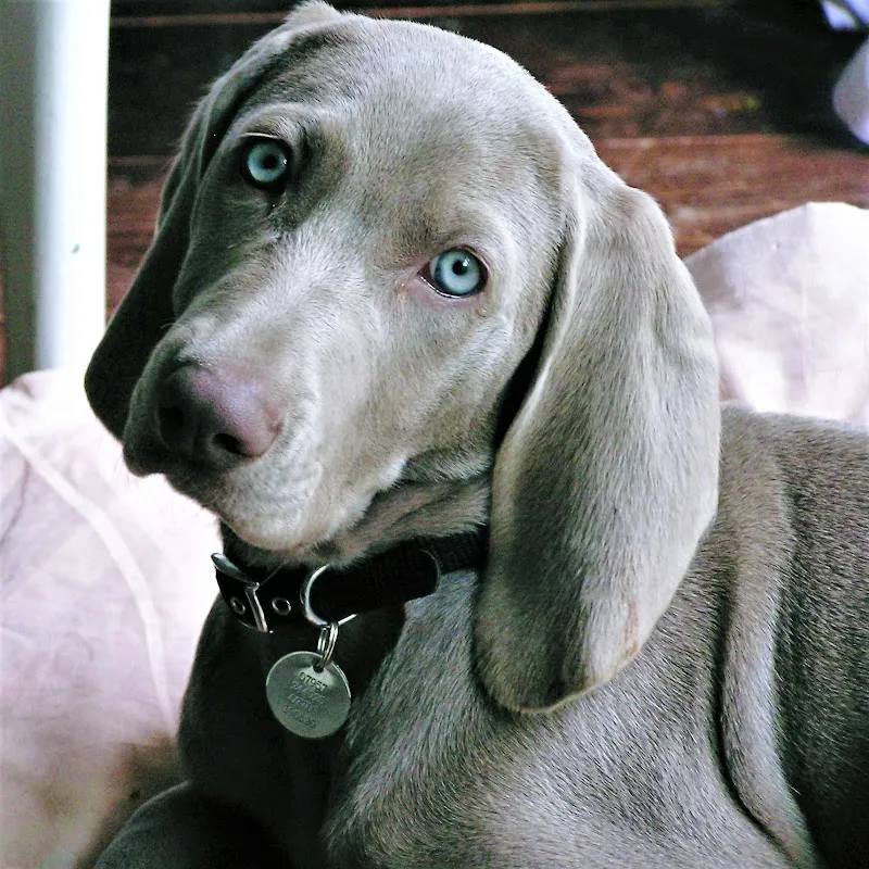 Oak View Dog Day Care & Home Boarding