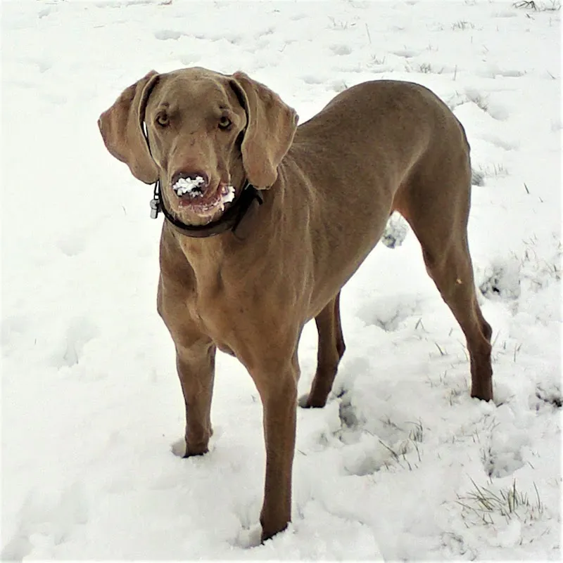 Oak View Dog Day Care & Home Boarding