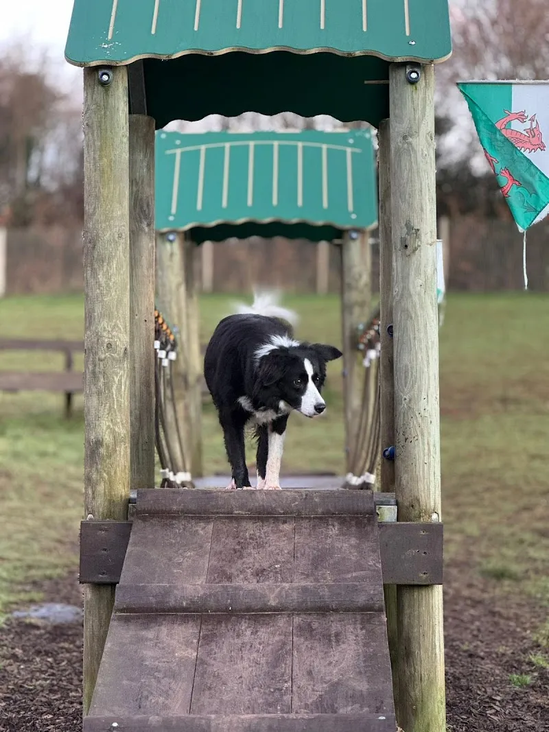 The Cwtch Animal Homestay