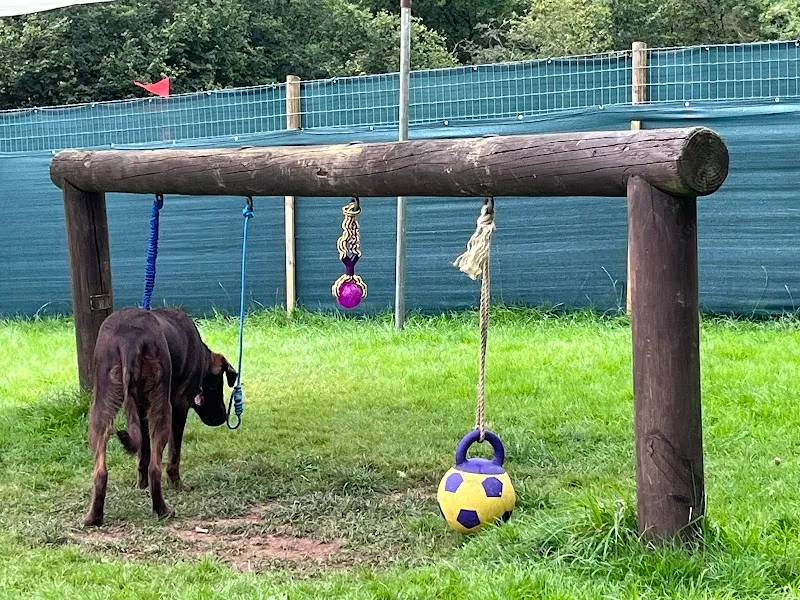 The Cwtch Animal Homestay