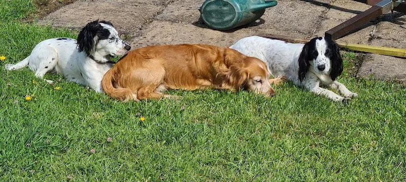 East Woodburn Boarding Kennel