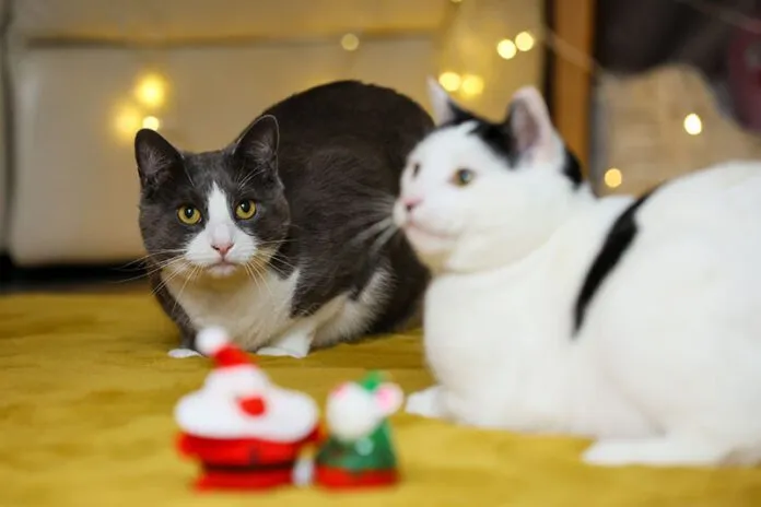 Rspca Bridlington,Driffield and District cattery, Driffield - Photo 2 of 7