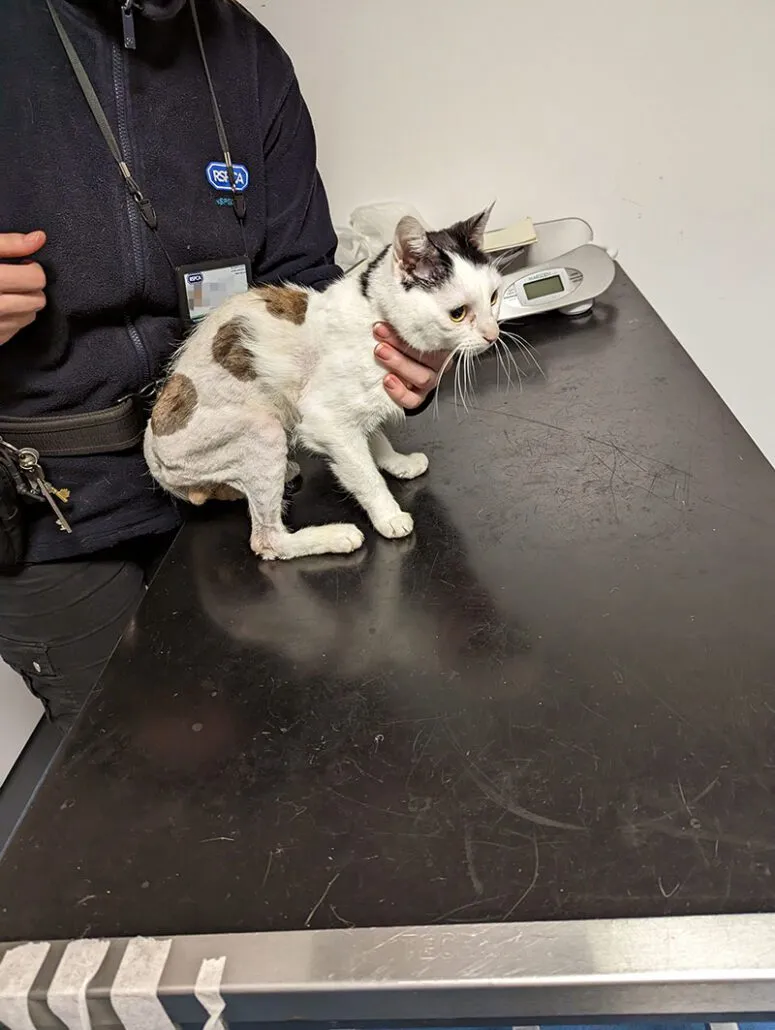 Rspca Bridlington,Driffield and District cattery, Driffield - Photo 3 of 7