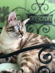 Longcroft Luxury Cat Hotel Cuffley, Potters Bar - Photo 1 of 3