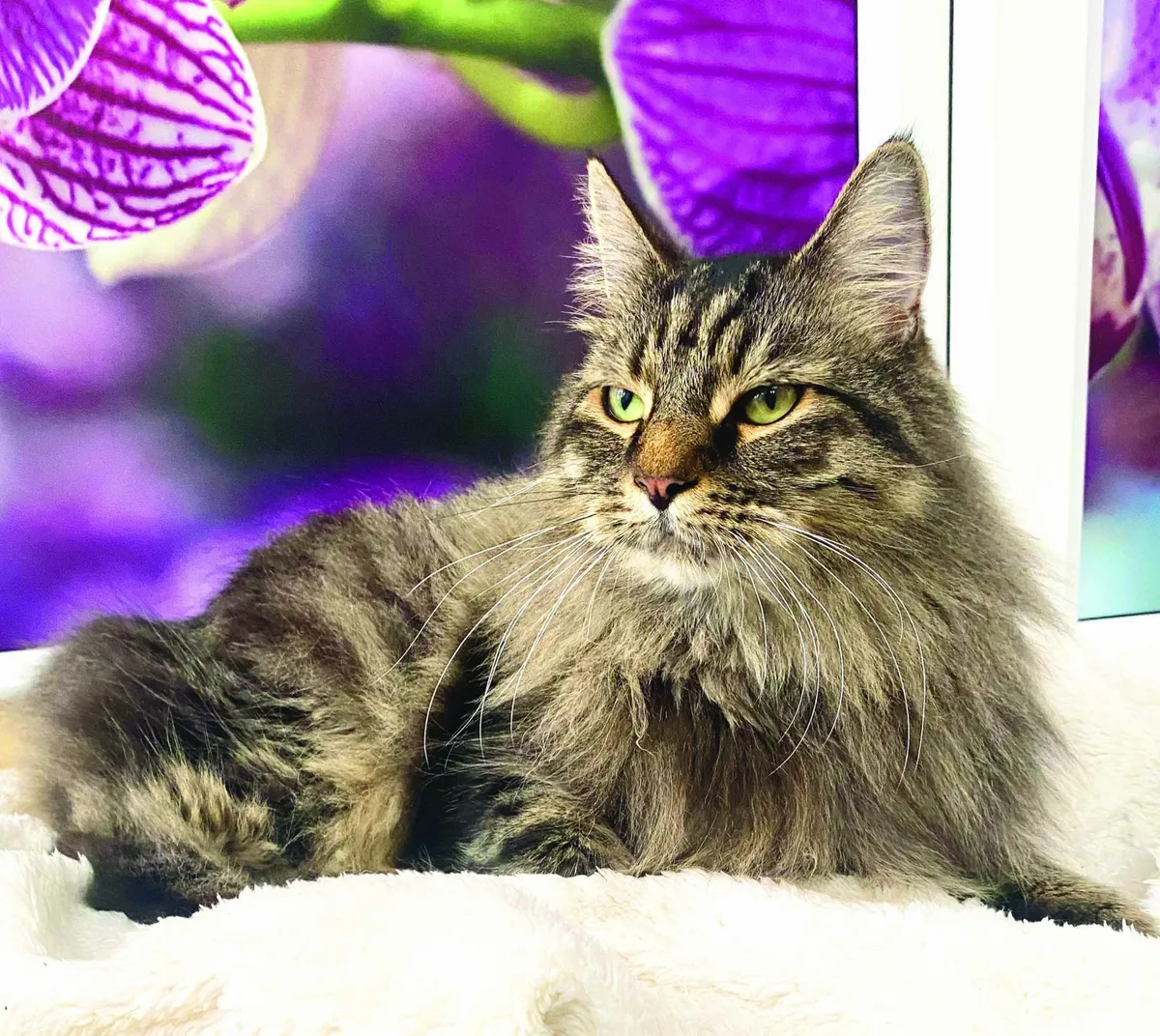 Longcroft Luxury Cat Hotel Cuffley, Potters Bar - Photo 3 of 3