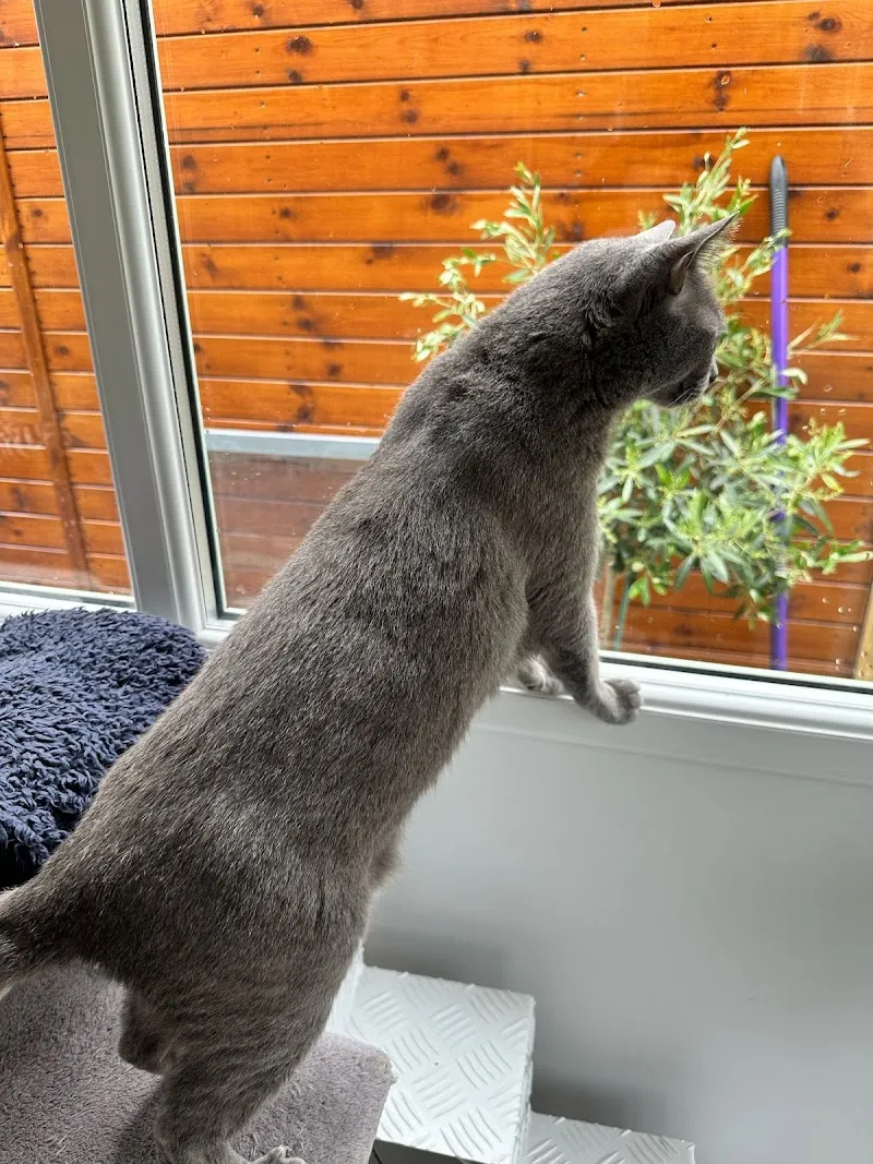 Oaklands Country Cat Hotel