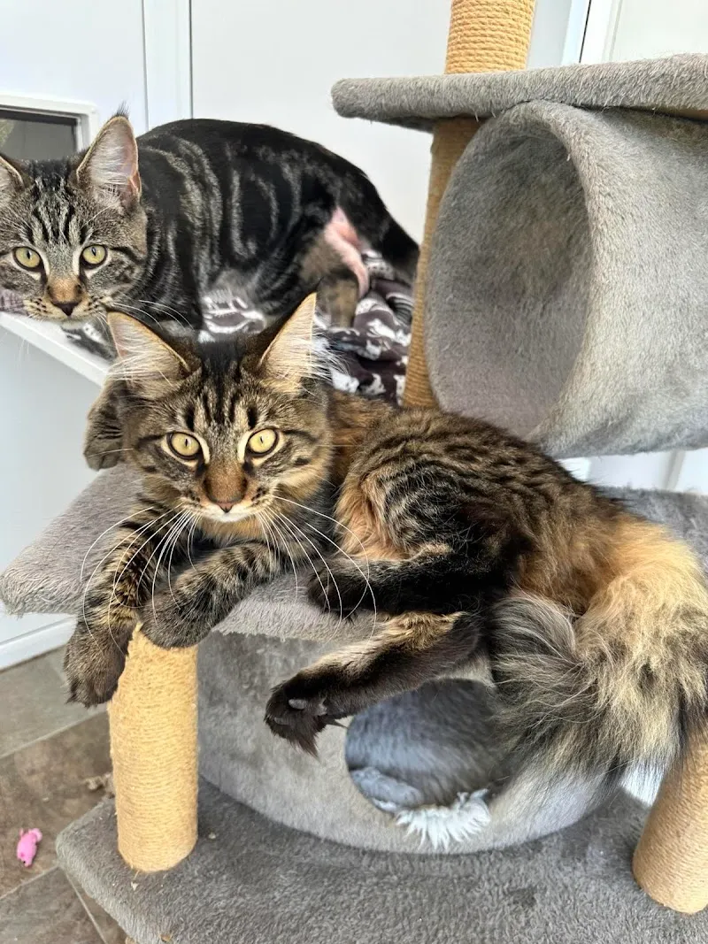 Oaklands Country Cat Hotel