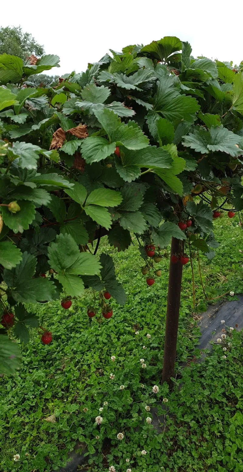 Polly's Cat Lodge Boarding Cattery