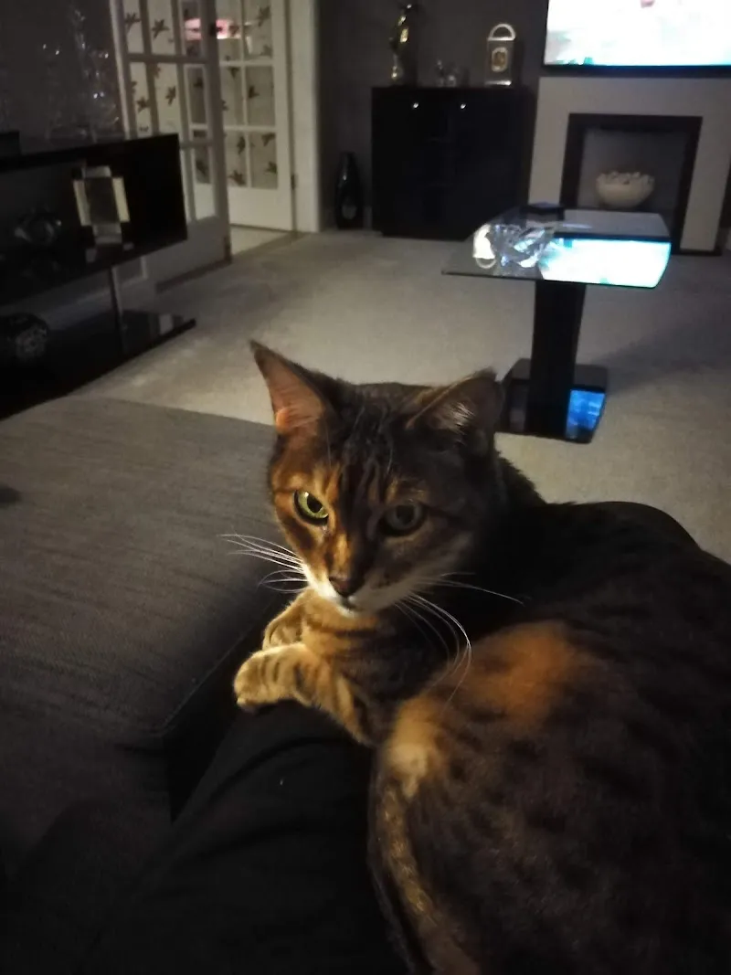 Polly's Cat Lodge Boarding Cattery