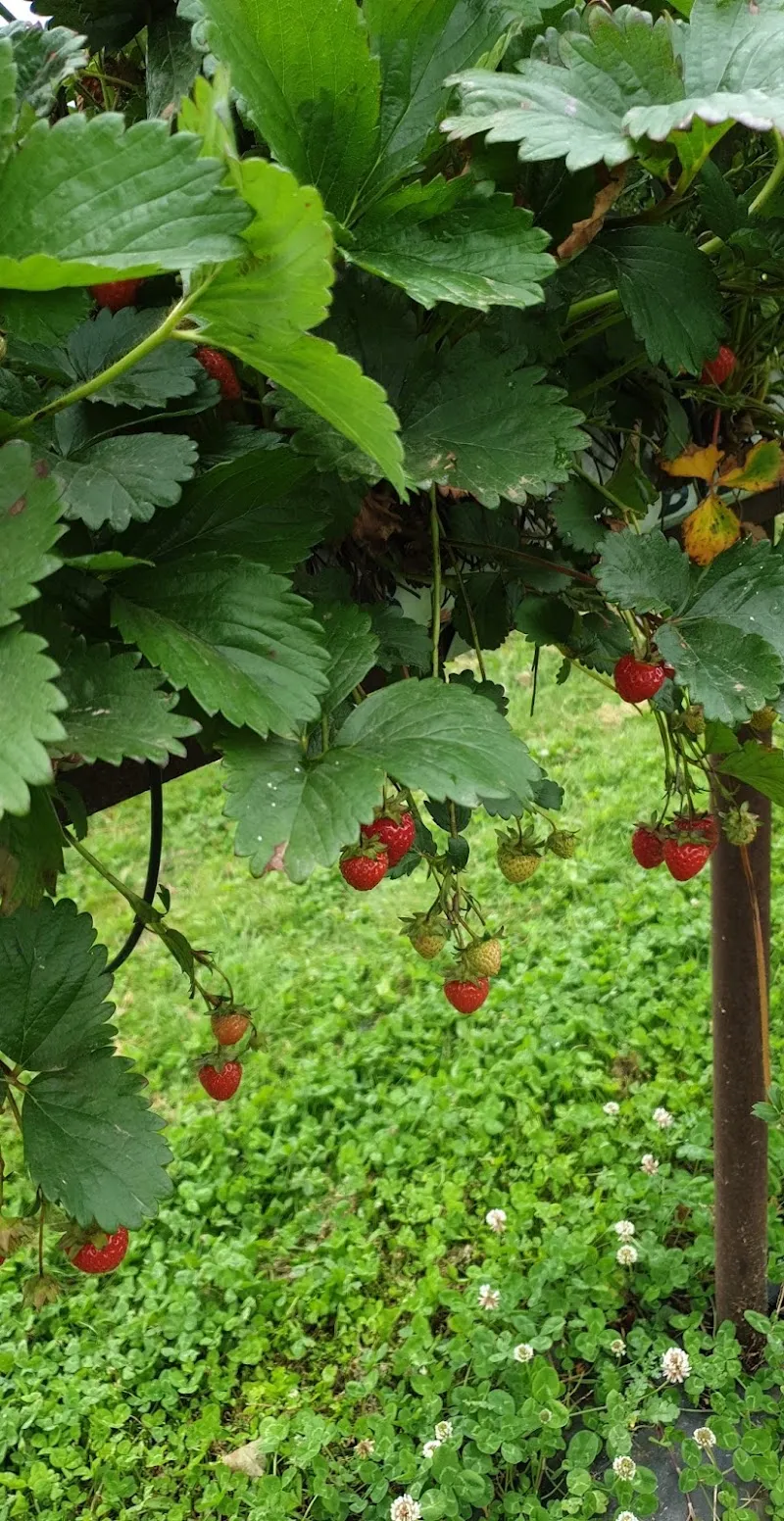 Polly's Cat Lodge Boarding Cattery