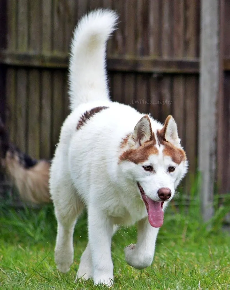 Nesslands of Burwell